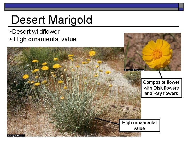 Desert Marigold • Desert wildflower • High ornamental value Composite flower with Disk flowers