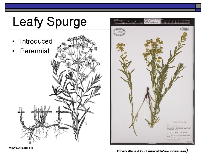 Leafy Spurge • Introduced • Perennial http: //www. ag. ndsu. edu University of Idaho