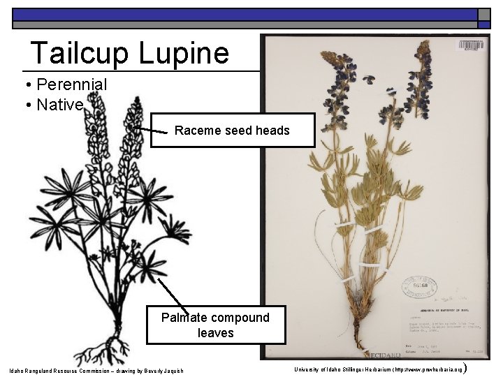 Tailcup Lupine • Perennial • Native Raceme seed heads Palmate compound leaves Idaho Rangeland