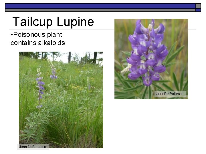 Tailcup Lupine • Poisonous plant contains alkaloids Jennifer Peterson 