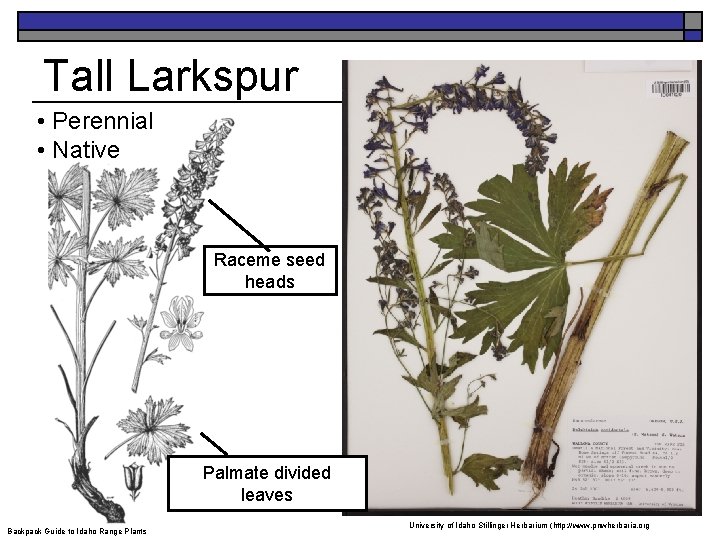 Tall Larkspur • Perennial • Native Raceme seed heads Palmate divided leaves Backpack Guide