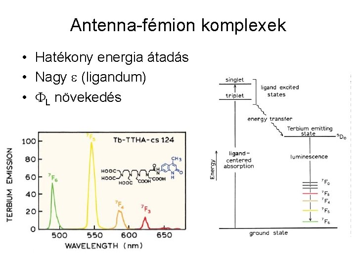 Antenna-fémion komplexek • Hatékony energia átadás • Nagy (ligandum) • L növekedés 