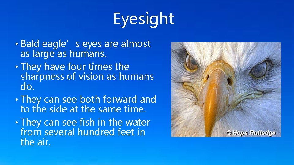 Eyesight • Bald eagle’s eyes are almost as large as humans. • They have