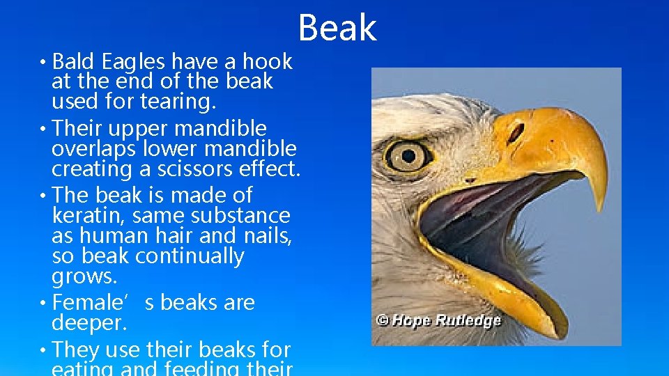 Beak • Bald Eagles have a hook at the end of the beak used