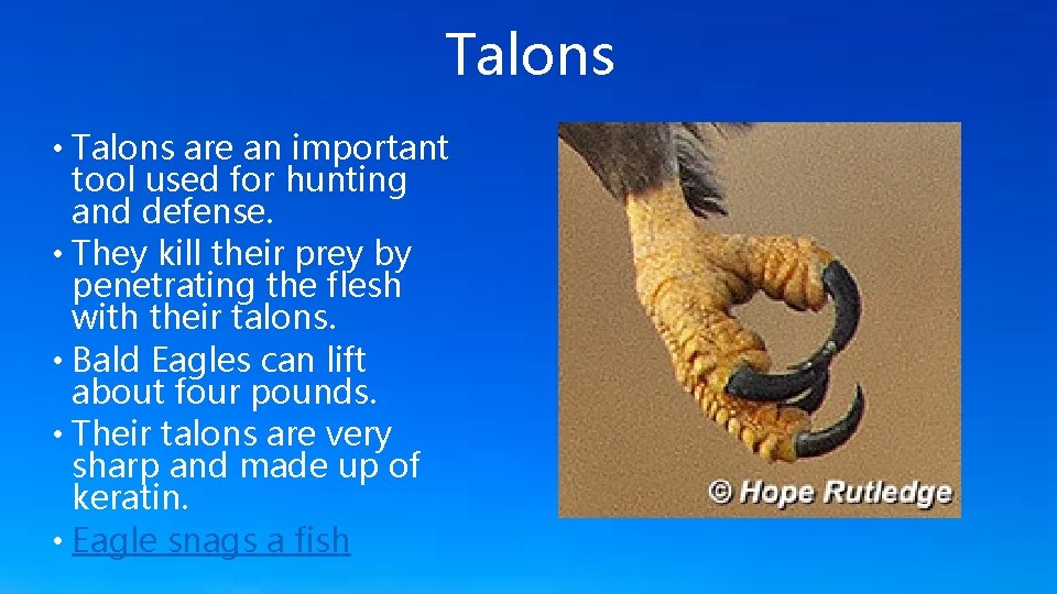 Talons • Talons are an important tool used for hunting and defense. • They