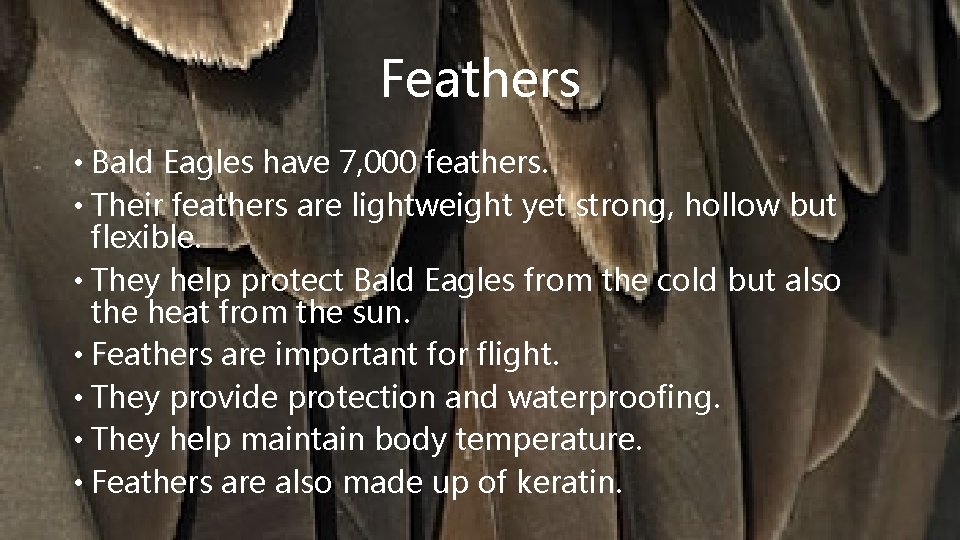 Feathers • Bald Eagles have 7, 000 feathers. • Their feathers are lightweight yet