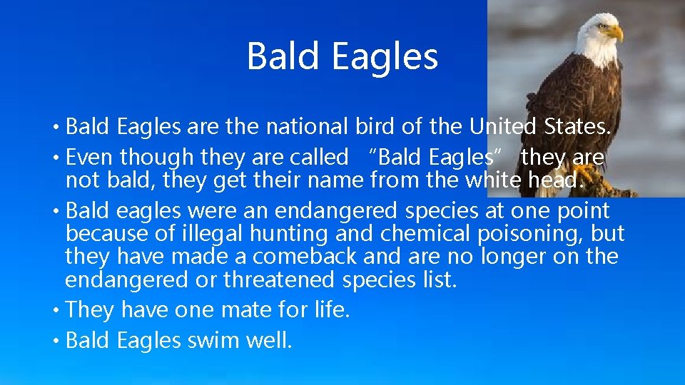 Bald Eagles • Bald Eagles are the national bird of the United States. •