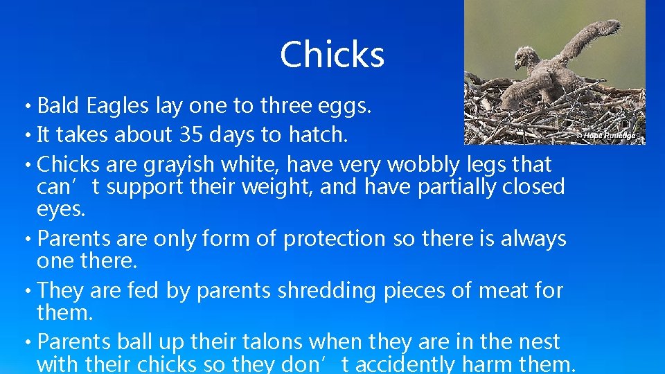 Chicks • Bald Eagles lay one to three eggs. • It takes about 35