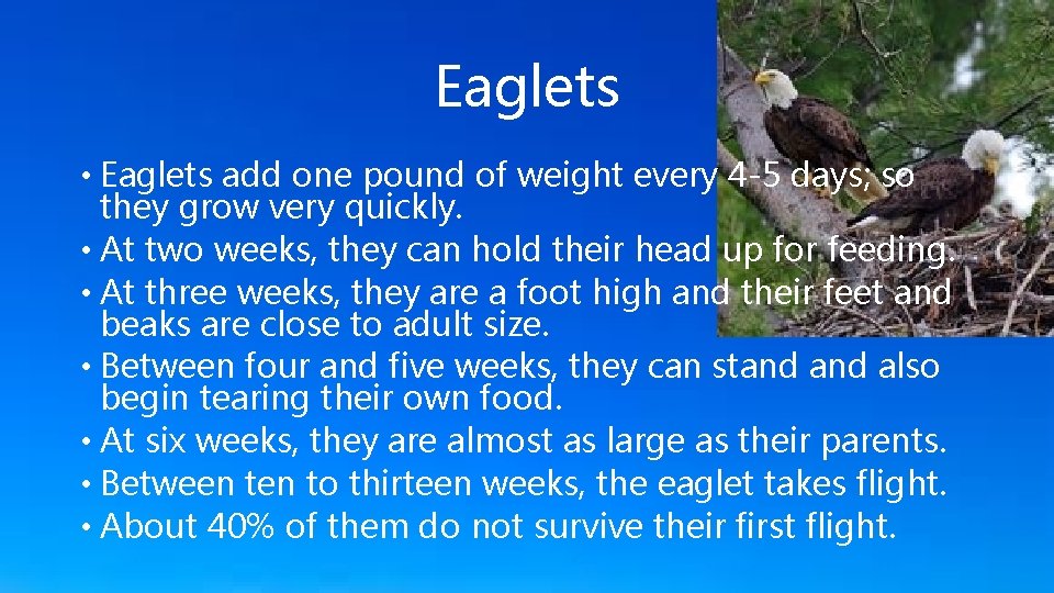 Eaglets • Eaglets add one pound of weight every 4 -5 days; so they