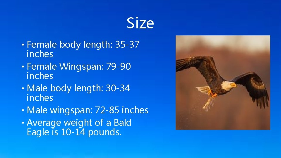 Size • Female body length: 35 -37 inches • Female Wingspan: 79 -90 inches