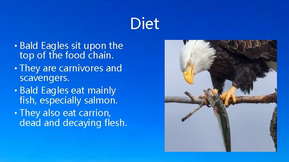 Diet • Bald Eagles sit upon the top of the food chain. • They