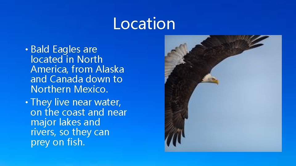 Location • Bald Eagles are located in North America, from Alaska and Canada down