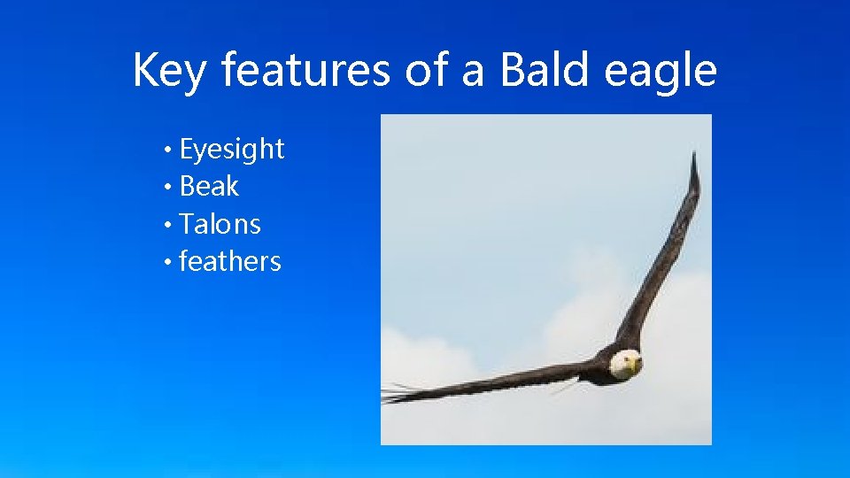 Key features of a Bald eagle • Eyesight • Beak • Talons • feathers