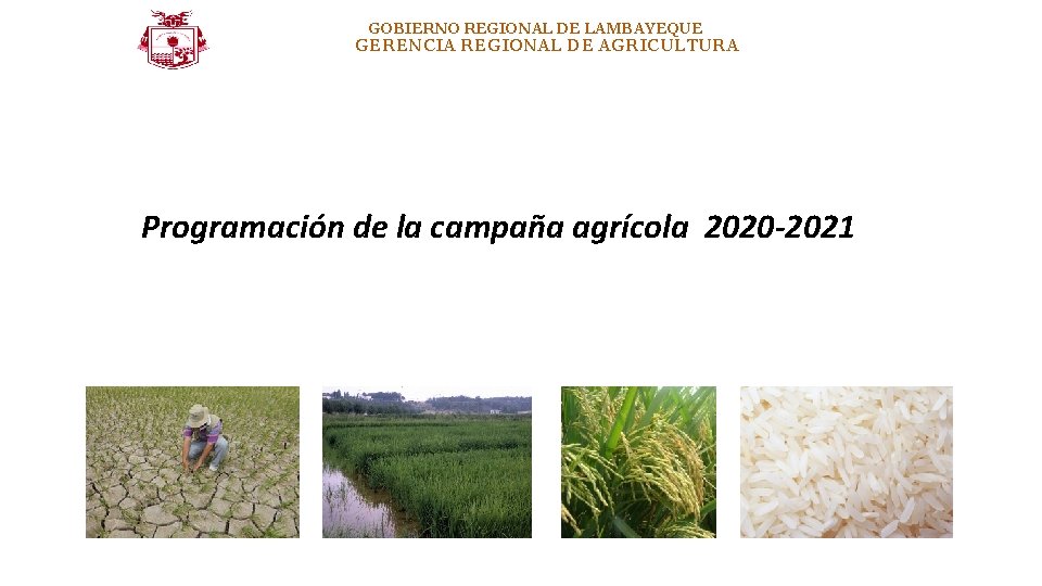 GOBIERNO REGIONAL DE LAMBAYEQUE GERENCIA REGIONAL DE AGRICULTURA Programación de la campaña agrícola 2020