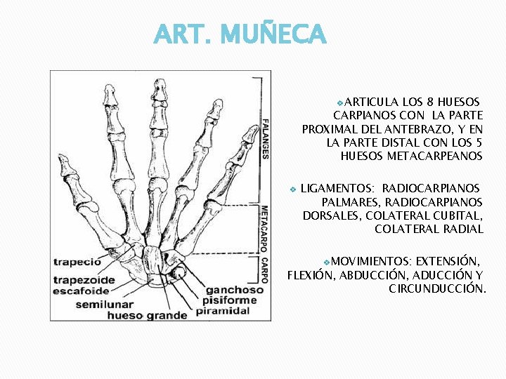 ART. MUÑECA v. ARTICULA LOS 8 HUESOS CARPIANOS CON LA PARTE PROXIMAL DEL ANTEBRAZO,