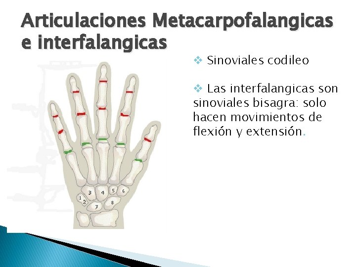 Articulaciones Metacarpofalangicas e interfalangicas v Sinoviales codileo v Las interfalangicas son sinoviales bisagra: solo