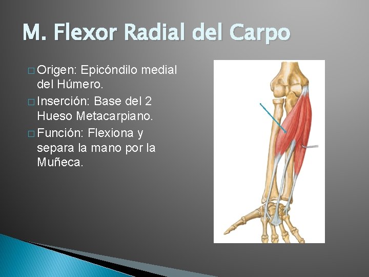 M. Flexor Radial del Carpo � Origen: Epicóndilo medial del Húmero. � Inserción: Base