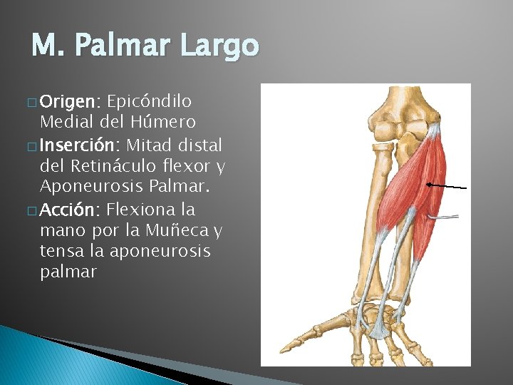 M. Palmar Largo � Origen: Epicóndilo Medial del Húmero � Inserción: Mitad distal del