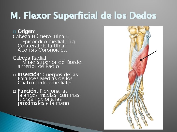 M. Flexor Superficial de los Dedos Origen: Cabeza Húmero-Ulnar: Epicóndilo medial, Lig. Colateral de