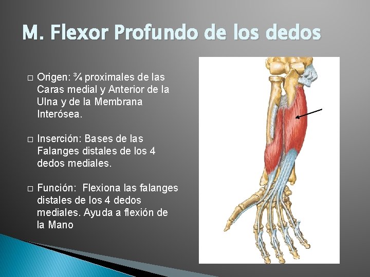 M. Flexor Profundo de los dedos � Origen: ¾ proximales de las Caras medial