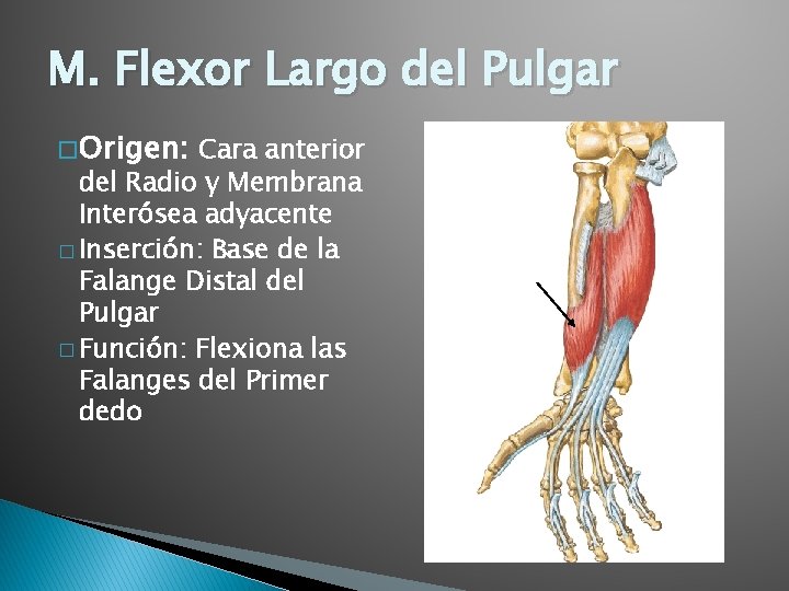 M. Flexor Largo del Pulgar � Origen: Cara anterior del Radio y Membrana Interósea