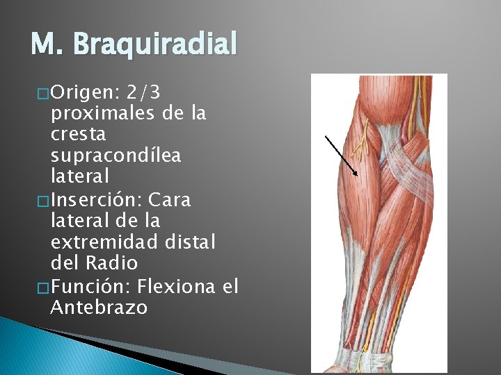 M. Braquiradial � Origen: 2/3 proximales de la cresta supracondílea lateral � Inserción: Cara