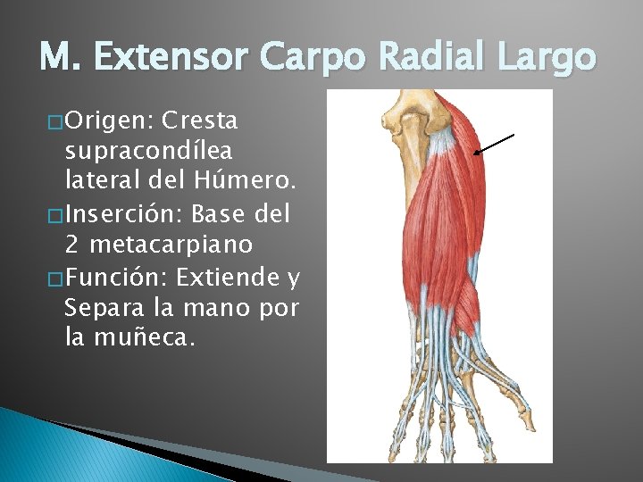 M. Extensor Carpo Radial Largo � Origen: Cresta supracondílea lateral del Húmero. � Inserción: