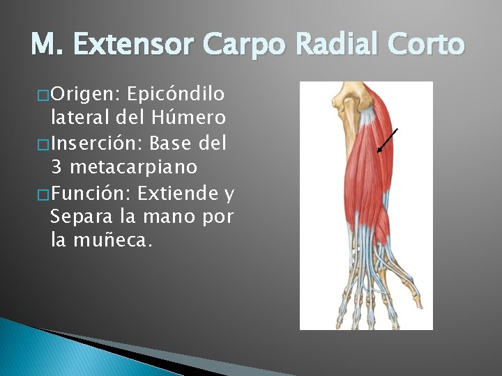 M. Extensor Carpo Radial Corto � Origen: Epicóndilo lateral del Húmero � Inserción: Base