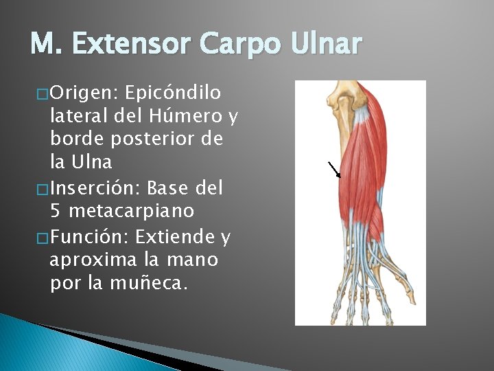 M. Extensor Carpo Ulnar � Origen: Epicóndilo lateral del Húmero y borde posterior de