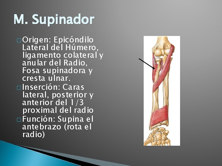 M. Supinador � Origen: Epicóndilo Lateral del Húmero, ligamento colateral y anular del Radio,