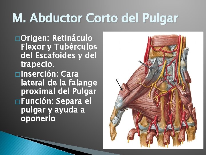 M. Abductor Corto del Pulgar � Origen: Retináculo Flexor y Tubérculos del Escafoides y