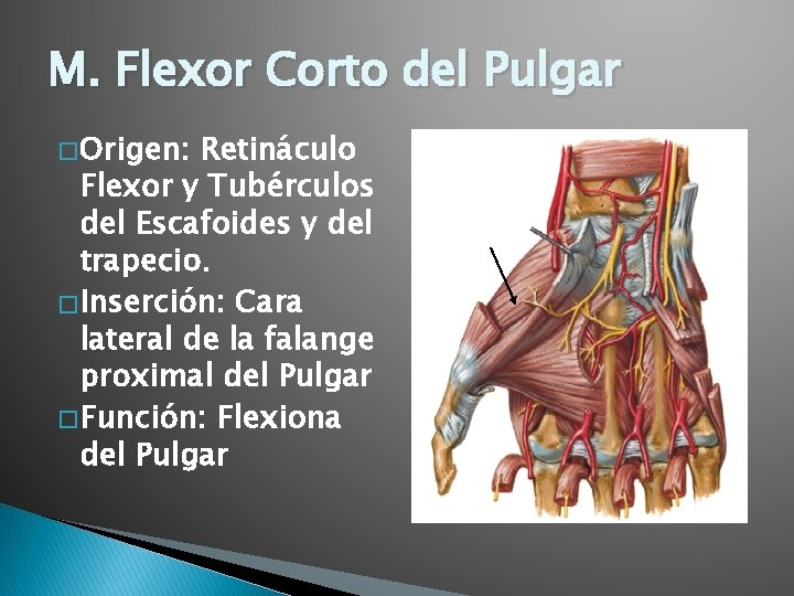 M. Flexor Corto del Pulgar � Origen: Retináculo Flexor y Tubérculos del Escafoides y