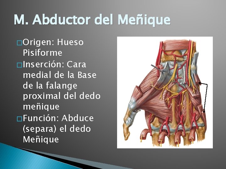 M. Abductor del Meñique � Origen: Hueso Pisiforme � Inserción: Cara medial de la