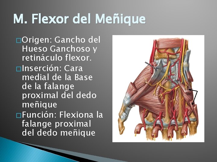 M. Flexor del Meñique � Origen: Gancho del Hueso Ganchoso y retináculo flexor. �