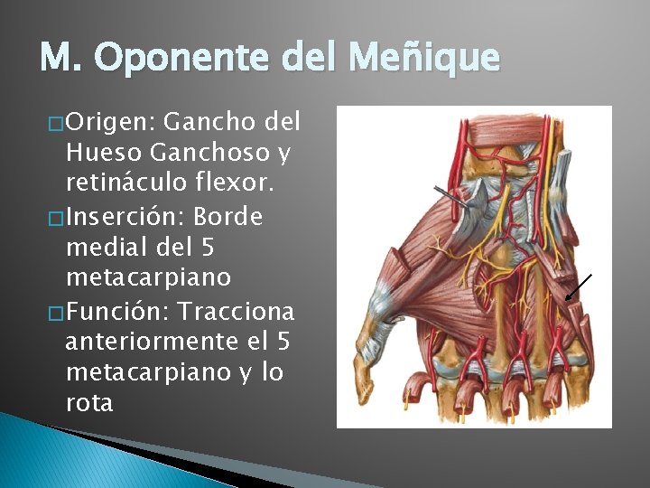 M. Oponente del Meñique � Origen: Gancho del Hueso Ganchoso y retináculo flexor. �
