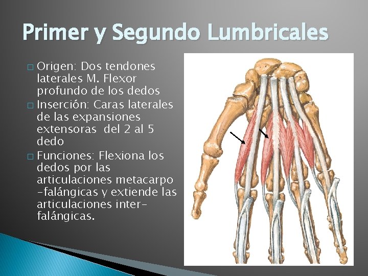 Primer y Segundo Lumbricales Origen: Dos tendones laterales M. Flexor profundo de los dedos