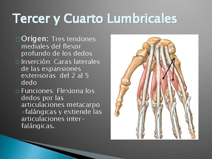 Tercer y Cuarto Lumbricales � Origen: Tres tendones mediales del flexor profundo de los