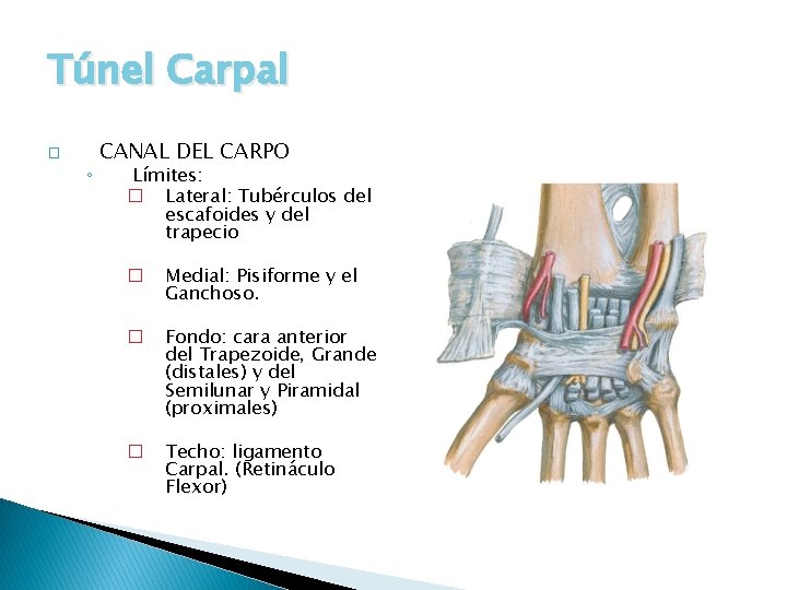 Túnel Carpal � ◦ CANAL DEL CARPO Límites: � Lateral: Tubérculos del escafoides y