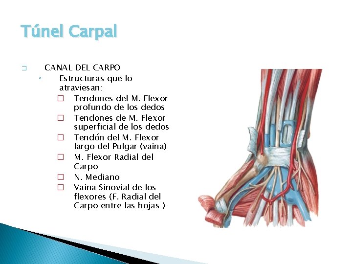 Túnel Carpal � CANAL DEL CARPO ◦ Estructuras que lo atraviesan: � Tendones del