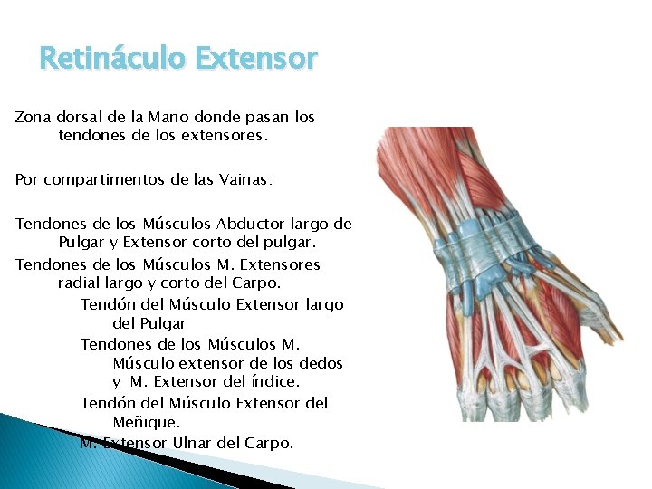 Retináculo Extensor Zona dorsal de la Mano donde pasan los tendones de los extensores.