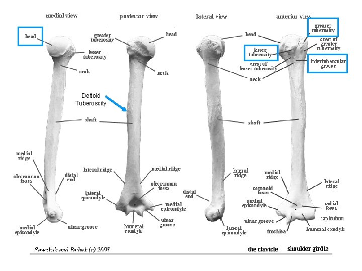 Deltoid Tuberoscity 