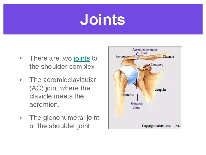 Joints • There are two joints to the shoulder complex • The acromioclavicular (AC)