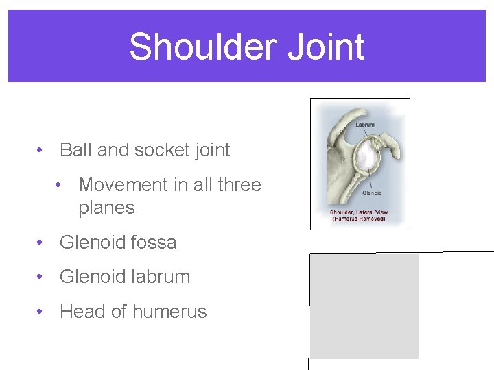 Shoulder Joint • Ball and socket joint • Movement in all three planes •