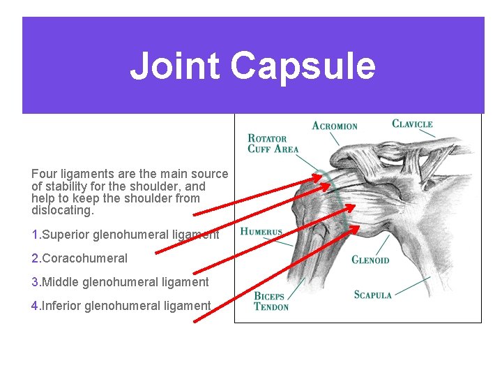 Joint Capsule Four ligaments are the main source of stability for the shoulder, and