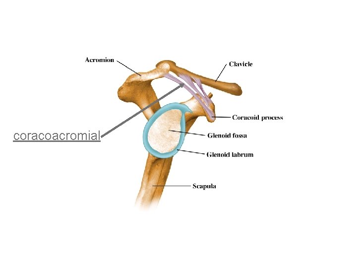 coracoacromial 