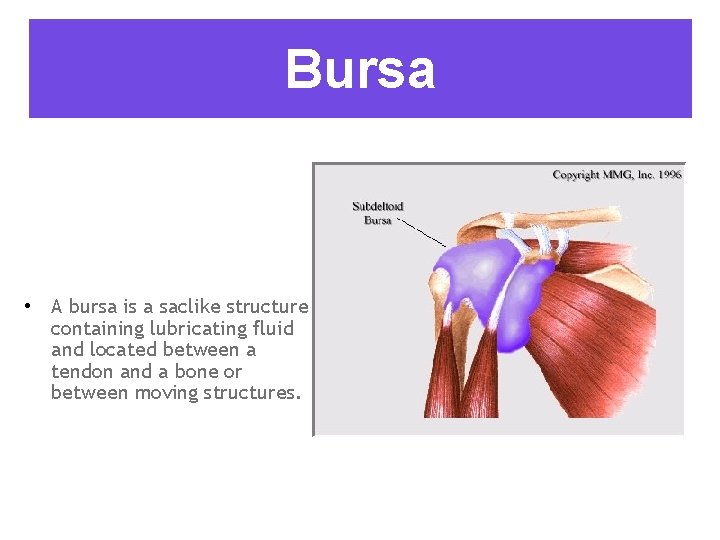 Bursa • A bursa is a saclike structure containing lubricating fluid and located between