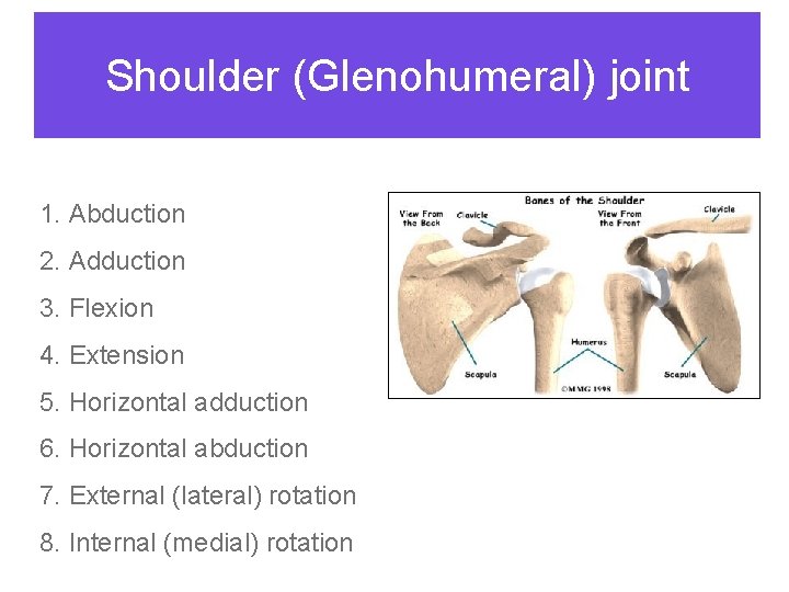 Shoulder (Glenohumeral) joint 1. Abduction 2. Adduction 3. Flexion 4. Extension 5. Horizontal adduction