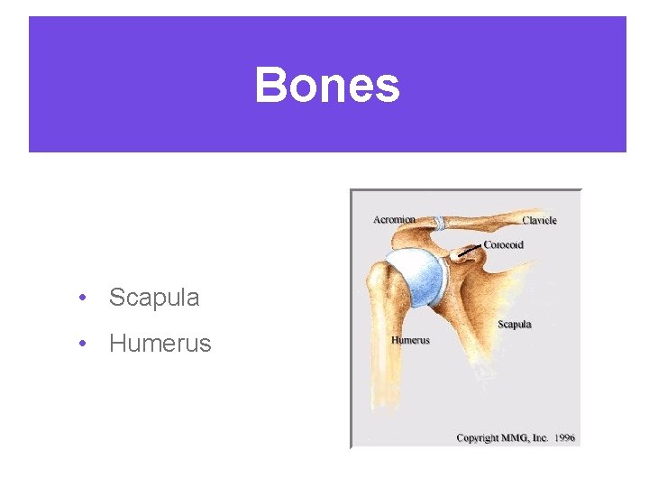 Bones • Scapula • Humerus 