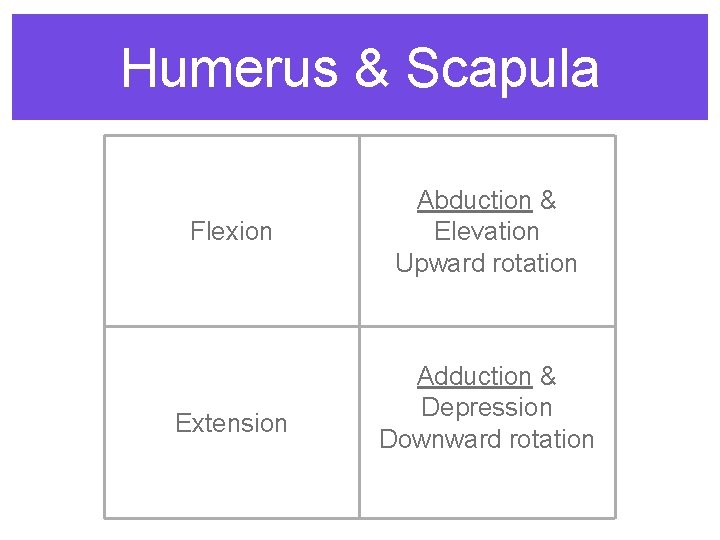 Humerus & Scapula Flexion Extension Abduction & Elevation Upward rotation Adduction & Depression Downward