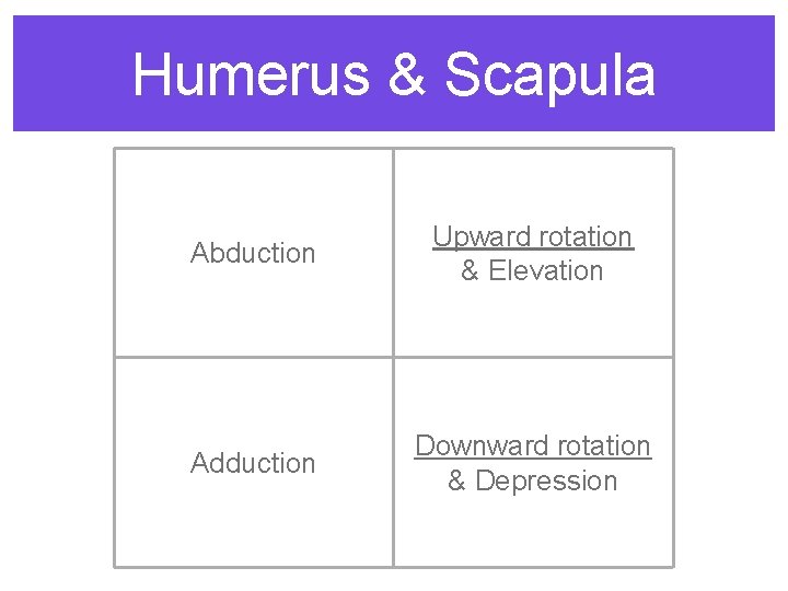 Humerus & Scapula Abduction Upward rotation & Elevation Adduction Downward rotation & Depression 